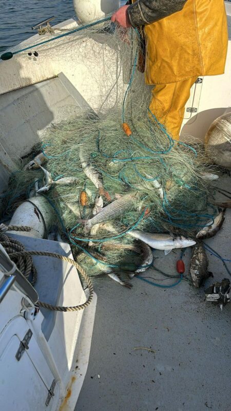 Illegal fishing nets removed from River Plym
